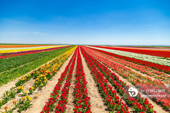 dogs and people  having fun in A magical landscape with blue sky over tulip field. colorful tulips and flowers