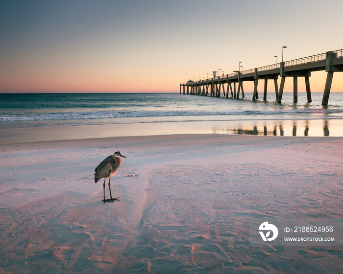 Lone Bird on Beach