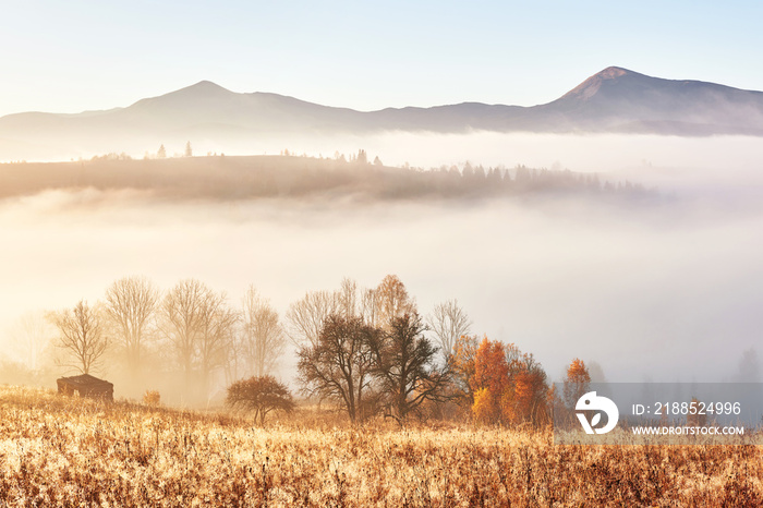 Majestic landscape with autumn trees in misty forest. Carpathian, Ukraine, Europe. Beauty world