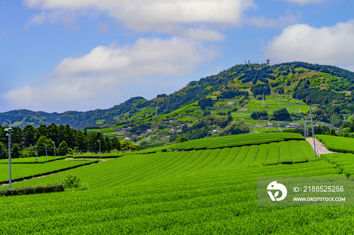 静岡県掛川市東山の茶畑