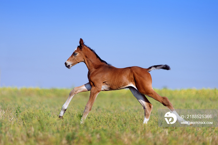 Beautiful little red foal in the sports field on a background of blue sky. A child rides a horse canter in the field. Foal two days old