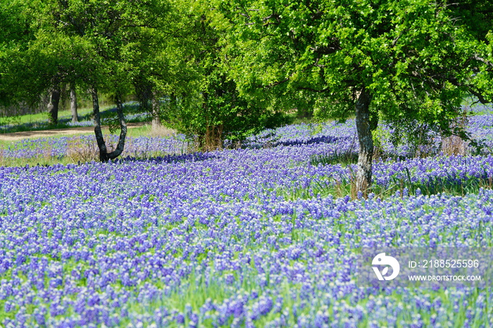 Beautiful bluebonnet flowers during spring time near Texas Hill Country, USA.