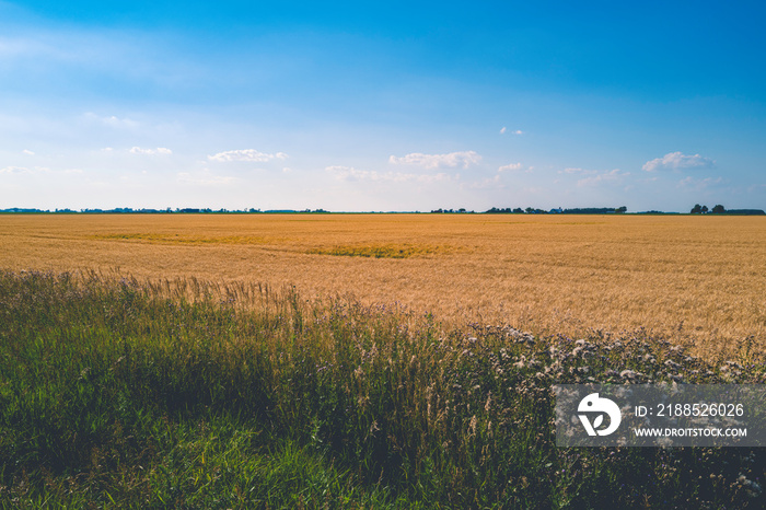 Heartland of America landscape of the rural golden-colored wheat field in Ohio, USA