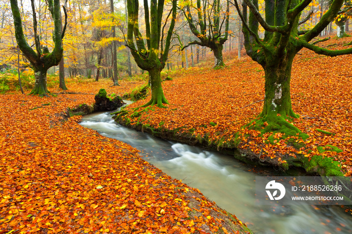 European Beech or Common Beech Forest, Gorbeia Natural Park, Basque Country, Spain, Europe    Bosque de Hayas en otoño, Parque Natural del Gorbeia, Bizkaia - Alava, Pais Vasco, España