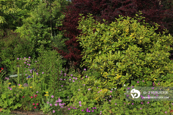 Foliage in garden during summertime