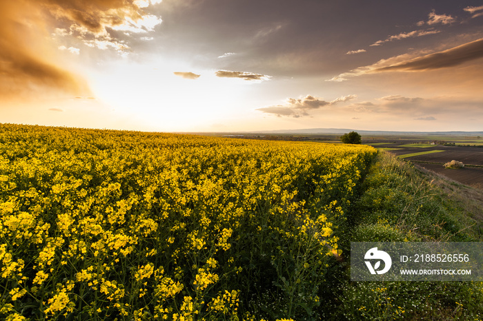 Yellow rapeseed field at the sunset.