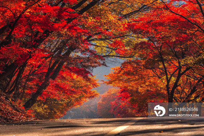 Autumn Maple  in Naejangsan national park, South korea