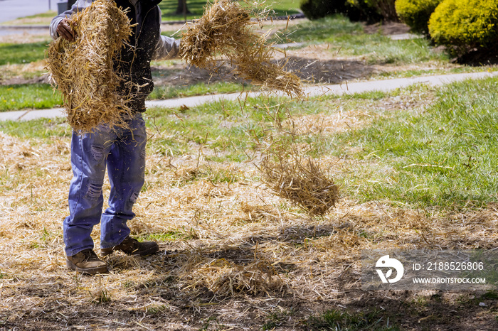 Landscapin of straw mulch covering with work lawn landscaper housework