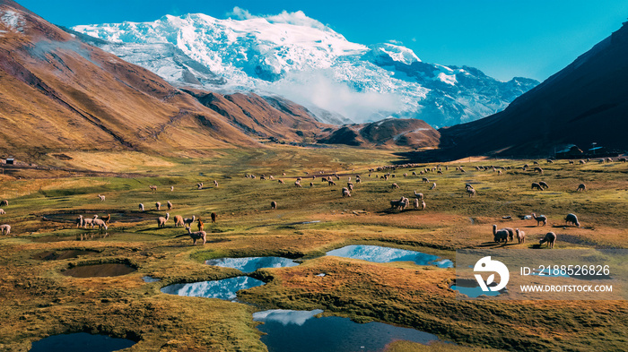 Ausangate Mountain with alpacas and lakes, in the city of Cusco Peru.