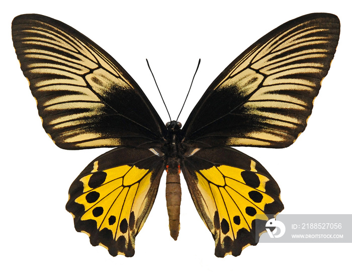 Troides helena neoris (female) Butterfly. Entomology In White Background