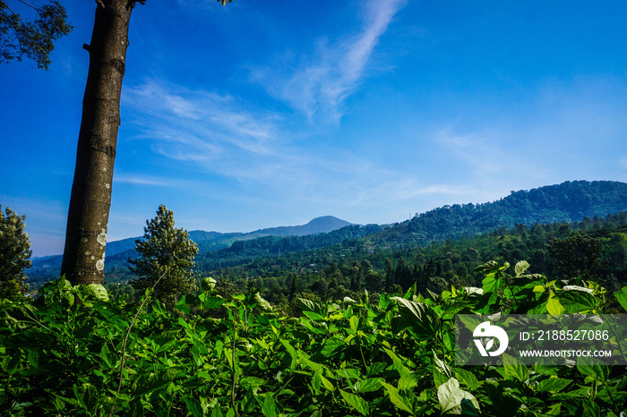 tree with green tea plantations with blue sky and blue mountain as background in puncak bogor