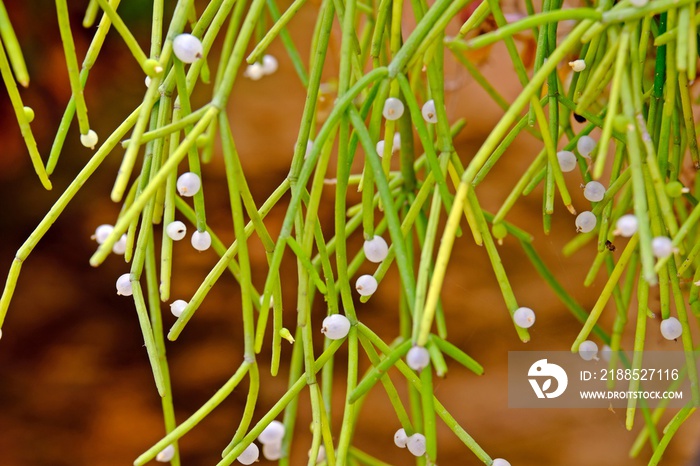 Mistletoe Cactus (Rhipsalis Quellebambensis) with blurred background.