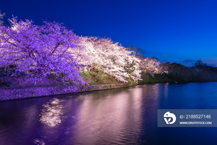 The cherry blossoms illuminated by the lights are very beautiful and charming at night in Maizuru Park, Fukuoka, Japan.