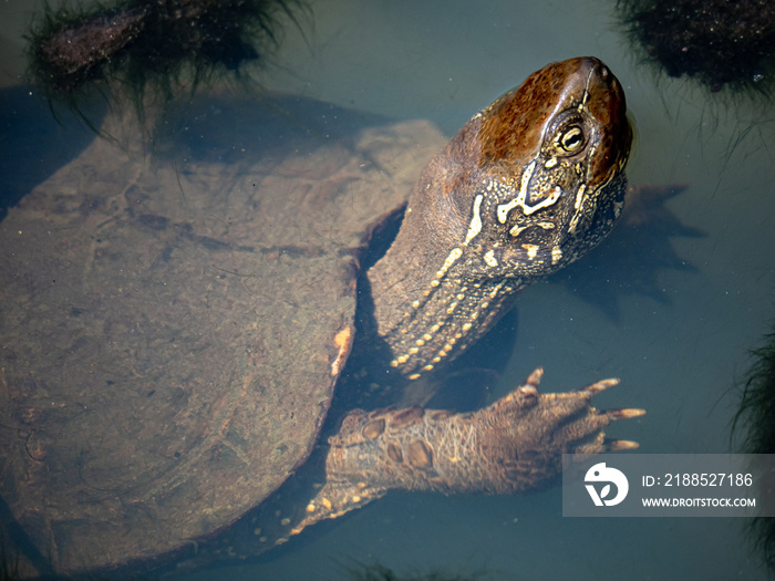 Mauremys reevesii Chinese pond turtle in a pond 1