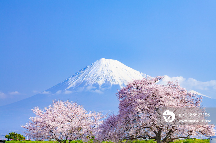 富士山と満開の桜、静岡県富士市かりがね堤にて