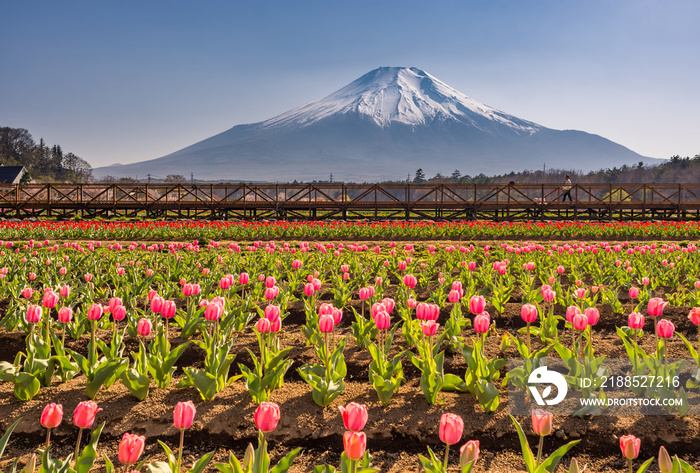 Yamanakako Hanano Miyako Koen park with iconic Mount Fuji in the background