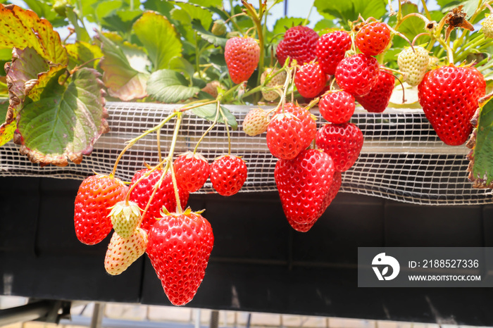 Close up of Strawberry hanging farm full of ripe strawberries in strawberry farm