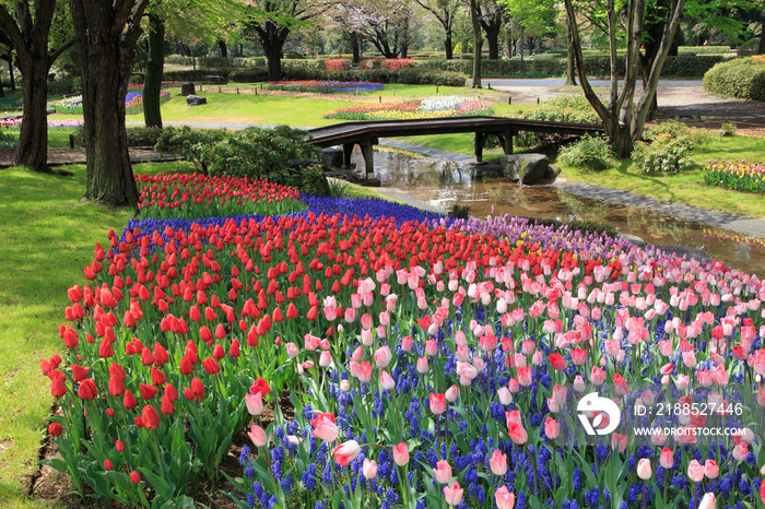 昭和記念公園のチューリップ