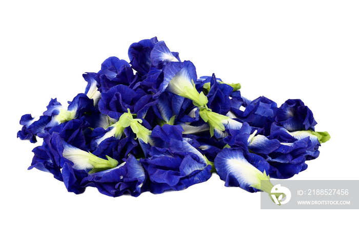 Close up of Fresh purple Butterfly pea flower or Anchan flower (Clitoria ternatea) isolated on white background. concept Healthy herbal beverage or Food nature