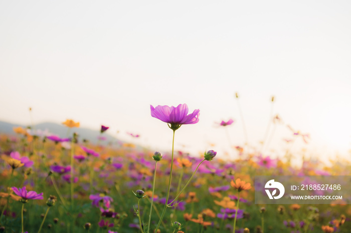 Cosmos at sunrise in summer.