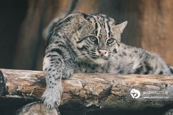 Fishing cat or Mangrove cat (Prionailurus viverrinus) rests on a perch