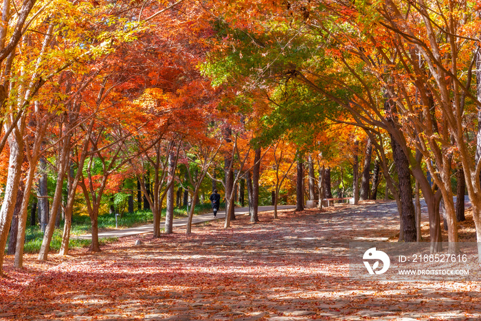 Autumn foliage at busosanseong fortress in Buyeo, Republic of Korea