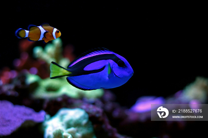 The Real Nemo and Dory