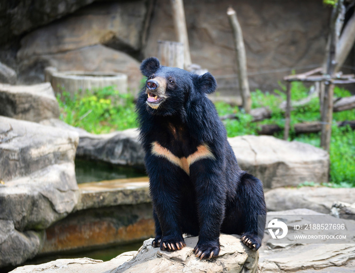 Asian black bear or Asiatic black bear with chest The V shape is white wool in the Wildlife Sanctuary