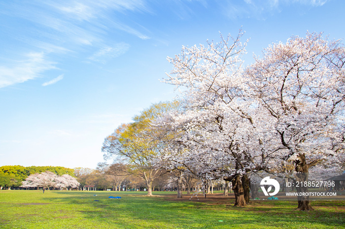 桜の季節の代々木公園・中央広場