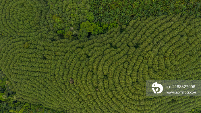 Aerial view rubber tree forest, Top view of rubber tree and leaf plantation.