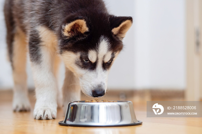 Cute Husky puppy eating from a bowl at home. The puppy is eating food. Adorable pet