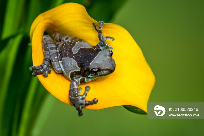 Trachycephalus resinifictrix (Harlequin frog) is sitting on a branch of a tree.