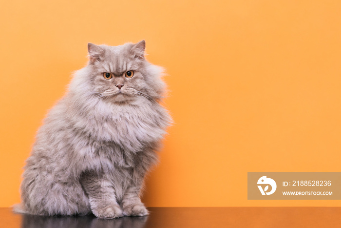 Beautiful fluffy cat sits on a orange background and looks into the camera. Advertising for animals. Pet, cat poses a orange background. Pet and Copyspace. Pet concept.