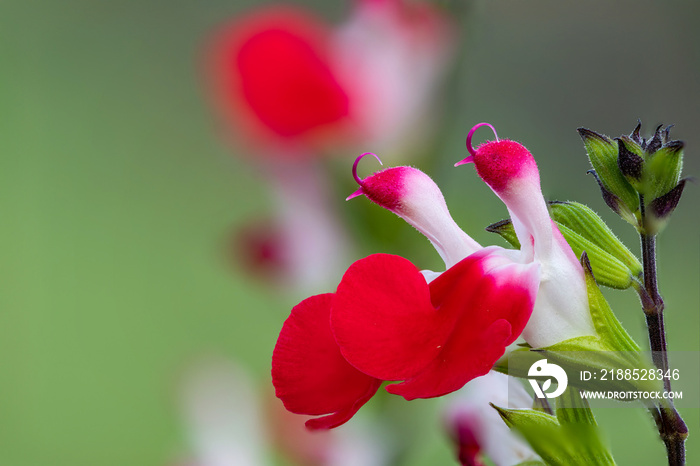 Macro shot of hot lips salvia flowers in bloom