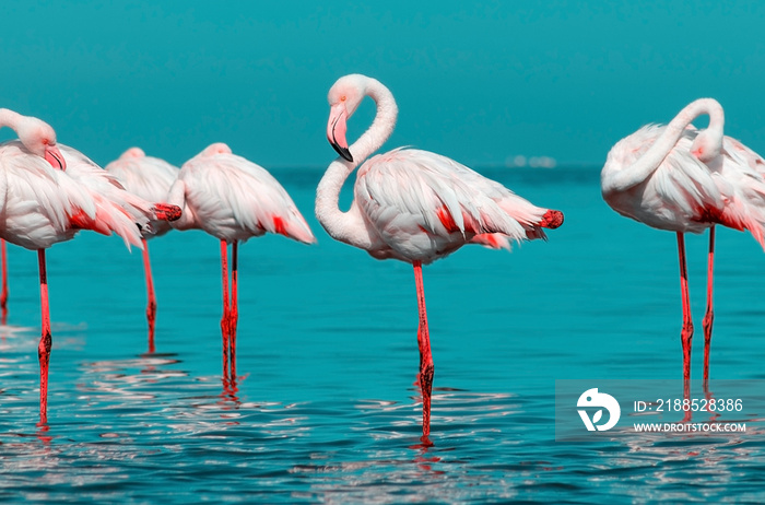 Wild african birds. Group of African white flamingo birds and their reflection on the blue water. Walvis bay, Namibia, Africa