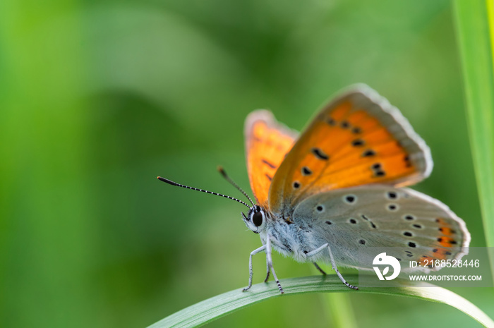 Butterfly Large copper (Lycaena dispar) crawling on a leaf of green grass. Close up shot.