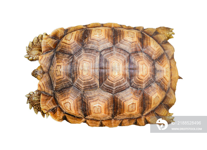 armature turtle isolated / tortoise shell pattern beautiful isolated on white background