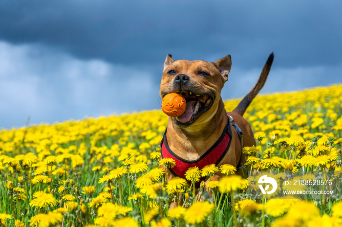 Portrait of a staffordshire bull terrier in yellow flower field in spring with orange ball in his mouth. Blue sky, summer, pet, dog, flowers, nature, landscape concept.