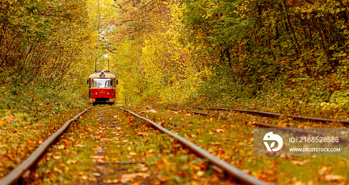 Autumn forest through which an old tram rides (Ukraine)