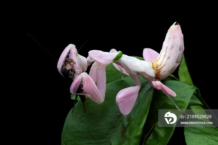 Beautiful Pink Orchid mantis on flower with isolated background