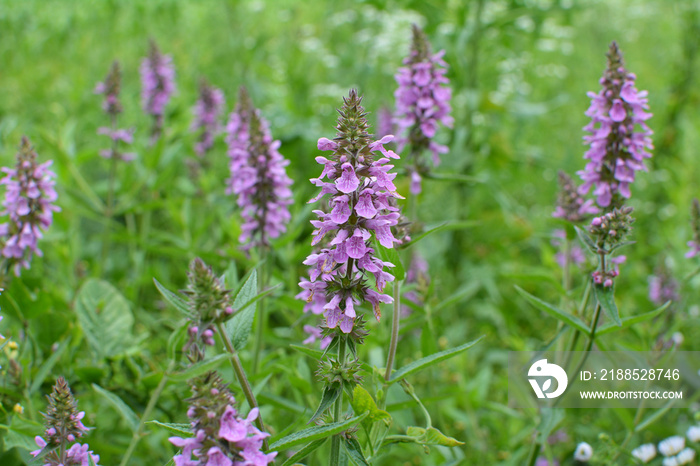 Stachys palustris grows among grasses in nature