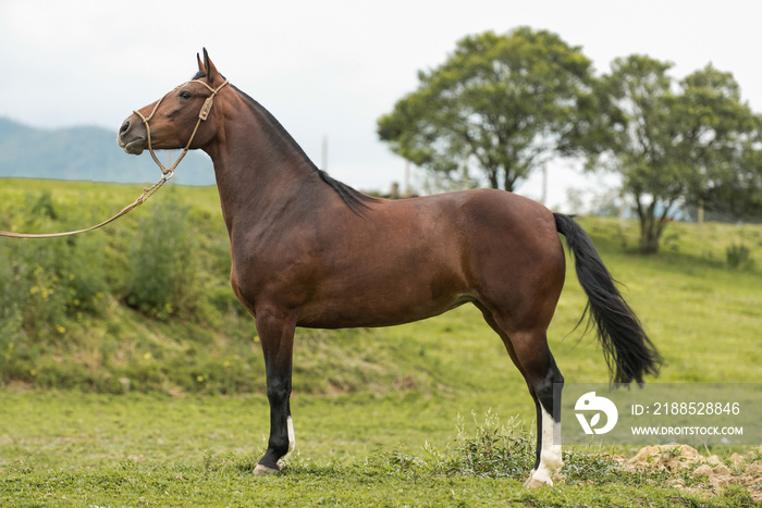 Brazilian Creole horse  Crioulo , typical man horse from southern Brazil