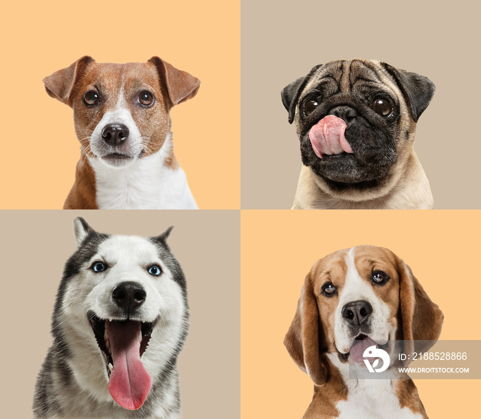 Art collage made of funny dogs different breeds on multicolored studio background.