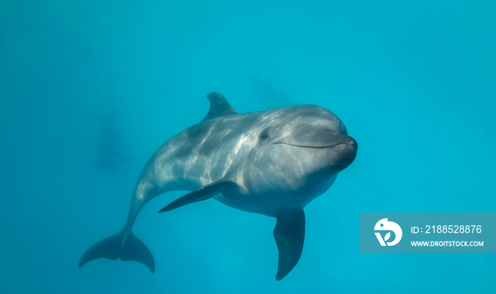 Young curious bottlenose dolphin looks at in the camera and smiles.  Dolphin Selfie. Close up