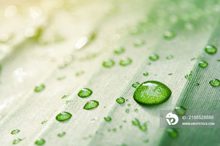 Water drops on banana leaf background with sun light..