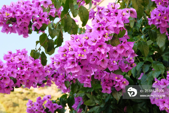 Violet bright flowers of Bougainvillea on blurry background. Close up beautiful purple blooming flowers in garden on flowerbed.