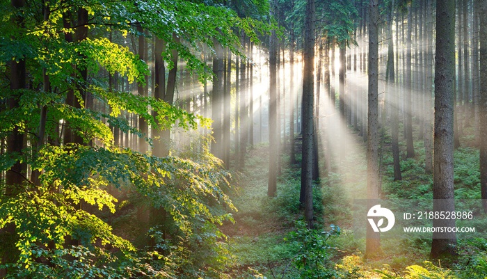 Sun rays in a fog in a misty morning green forest. Osnabruck, germany