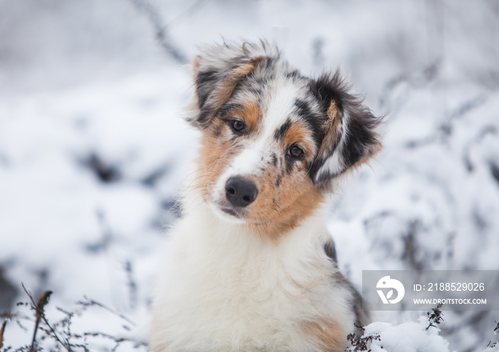 Little Australian Shepherd puppies playing in the snow