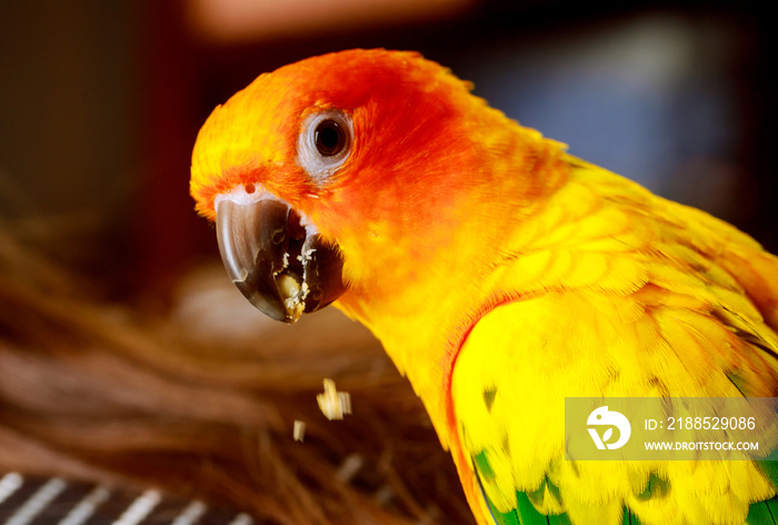 Exotic bird sun conure eating with his foot.