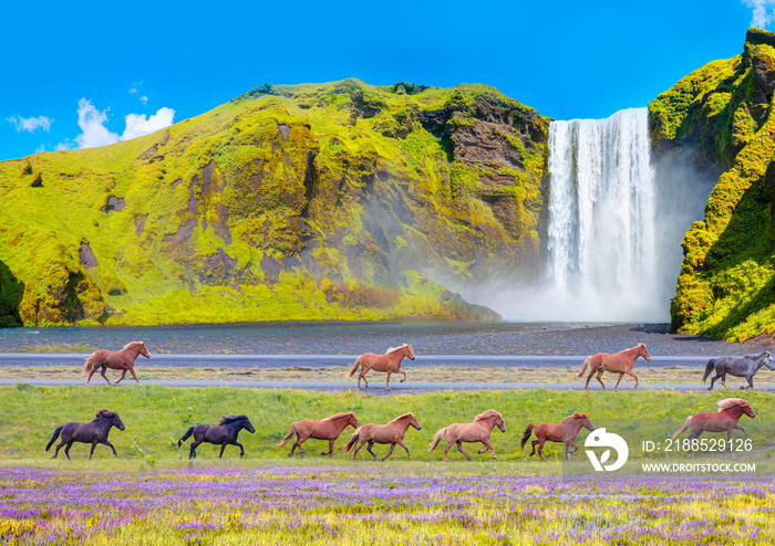 Icelandic horses of many different colors run on the road - View of famous Skogafoss waterfall - Iceland